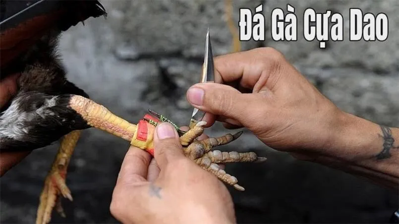 Cá cược đá gà cựa dao ở đâu uy tín, an toàn hàng đầu? 2 Sơ lược về đá gà cựa dao