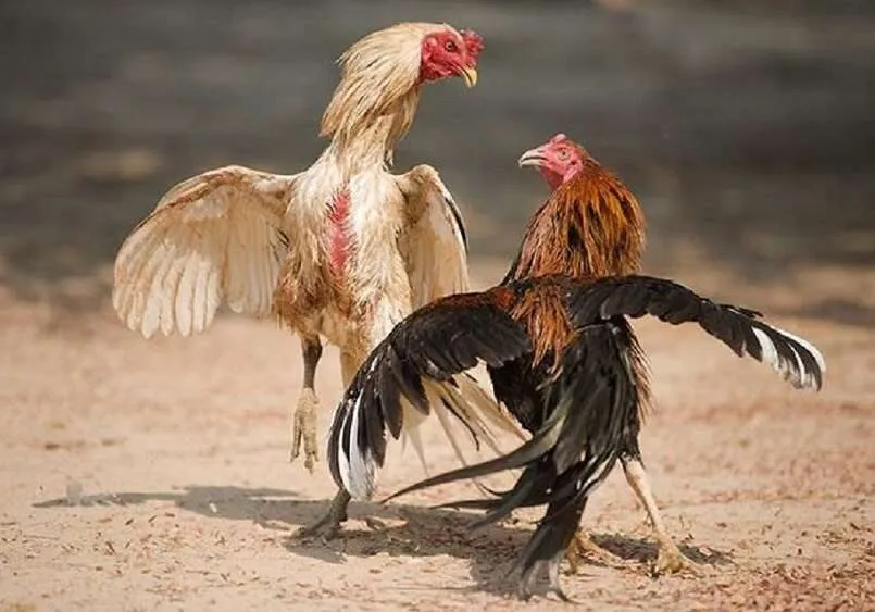 Cá cược đá gà cựa dao ở đâu uy tín, an toàn hàng đầu? 4 Chơi đá gà cựa dao tại Kubet