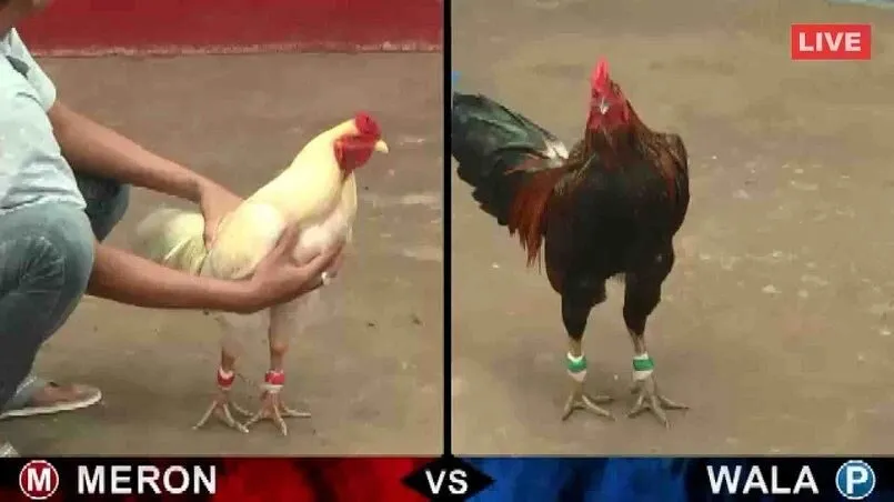 Kinh nghiệm chơi đá gà Thomo bách thắng tại K 2 Tổng quan về trò chơi đá gà Thomo