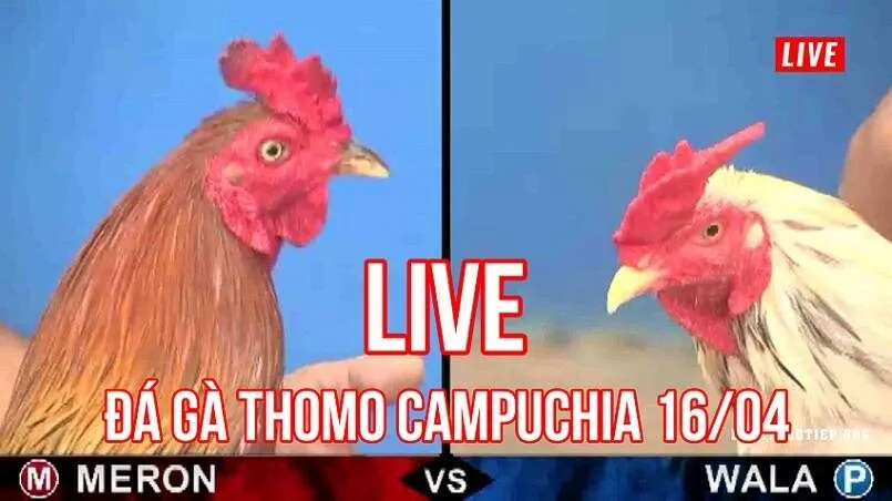 Kinh nghiệm chơi đá gà Thomo bách thắng tại K 3 Luật chơi đá gà Thomo