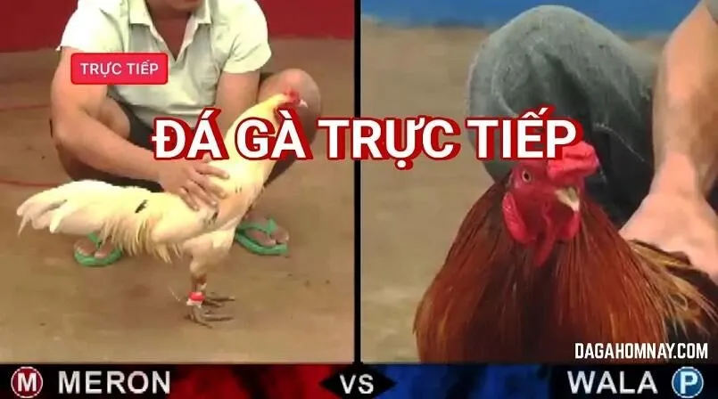 5 lý do nên xem đá gà trực tiếp tại các website trực tuyến 2 Tìm hiểu hình thức đá gà là gì?