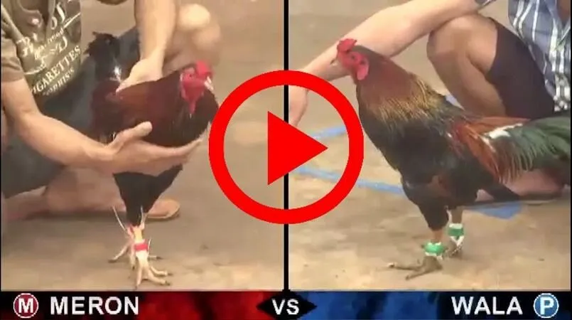 Cá cược đá gà trực tiếp Thomo - Bí kíp không lo thất bại 3 Ưu điểm nổi bật của đá gà trực tiếp Thomo