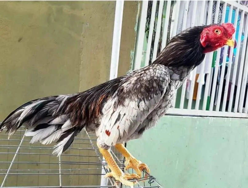 Gà Asil là gì? Kinh nghiệm cá cược đá gà chắc thắng 2 Nguồn gốc gà Asil và sự nhập khẩu vào Đông Nam Á