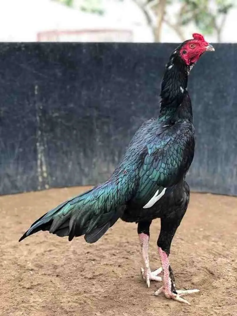 Gà Mã Lai Là Gì? Kinh Nghiệm Cá Cược Kèo Gà Mã Lai 2 Gà Mã Lai còn được gọi là gà mã mái vì có ngoại hình, màu sắc giống gà mái