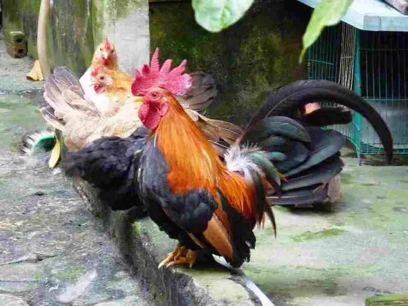 Gà Thái Là Dòng Gà Gì? Kinh Nghiệm Đá Gà Thái Hiệu Quả 2 Gà Thái là dòng gà bản địa và đang dần được yêu thích