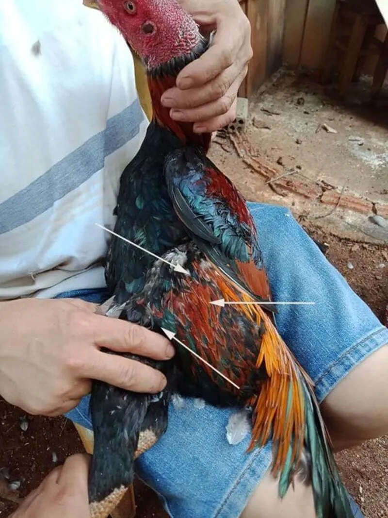 Nhổ lông đuôi gà chọi như thế nào và những điều chưa biết 3 Nhổ lông đuôi gà chọi