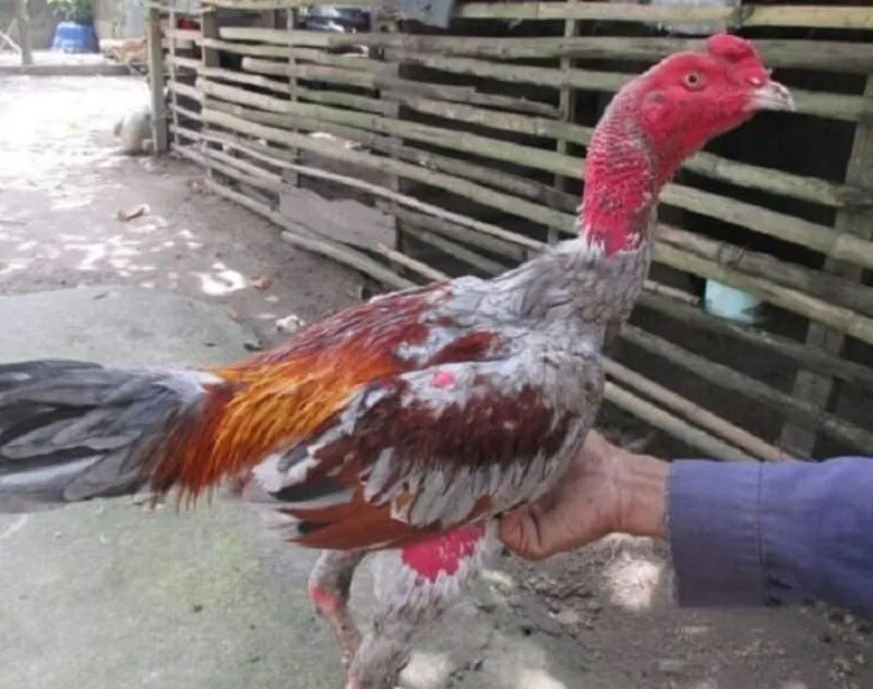 Nhổ lông đuôi gà chọi như thế nào và những điều chưa biết 4 Chuẩn bị tiến hành nhổ lông đuôi gà chọi